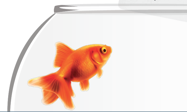 Goldfish swimming in a fishbowl.
